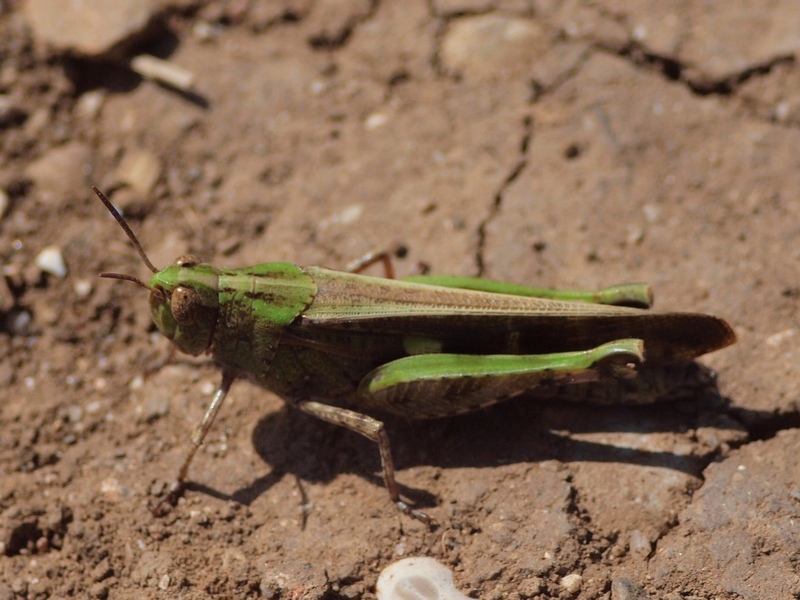 Aiolopus strepens